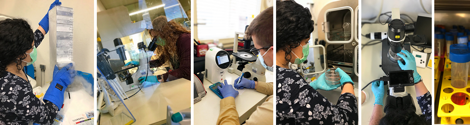 impressions%20lab%204